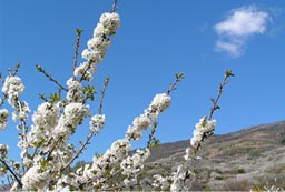 El cerezo en flor