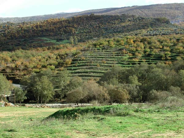 Valle del Jerte, bancales de cerezos