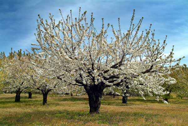 El cerezo en flor