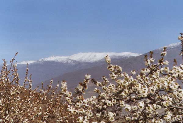 La nieve y la floración