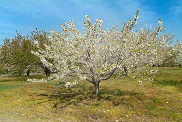 Finalizando la floración en el Valle del Jerte 