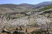 El valle del jerte en flor