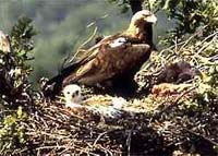 Águila imperial. Turismo rural en Monfragüe, Cáceres, Extremadura.