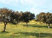 Encinares de Monfragüe, turismo rural en Cáceres, Extremadura.